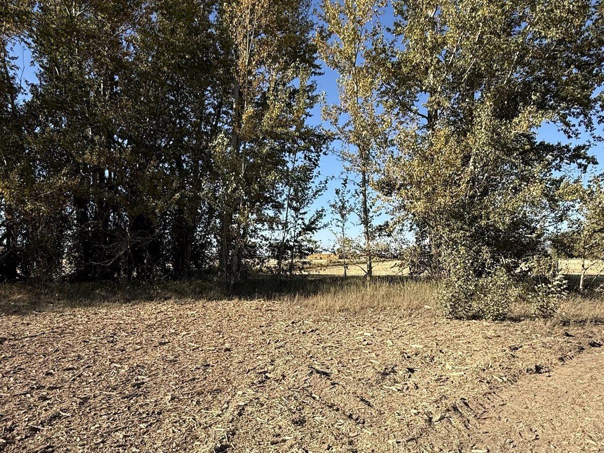 Brush and deadfall cleared out from under a tree line, mulched in place
