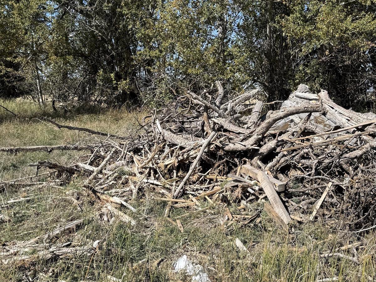 Before: a big pile of dead cottonwood and brush